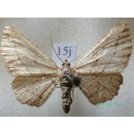 Horisme corticata (Treitschke, 1835) Paśnik korowik Czech15j